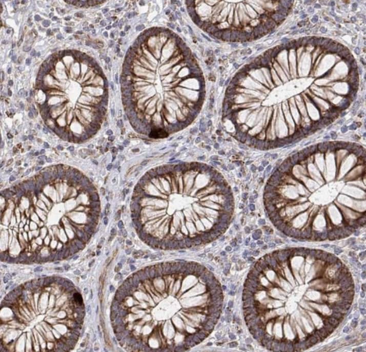 SPICE1 Antibody - BSA Free