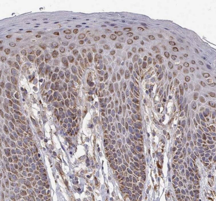 SPICE1 Antibody - BSA Free