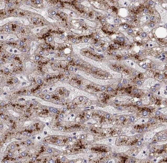 SPICE1 Antibody - BSA Free