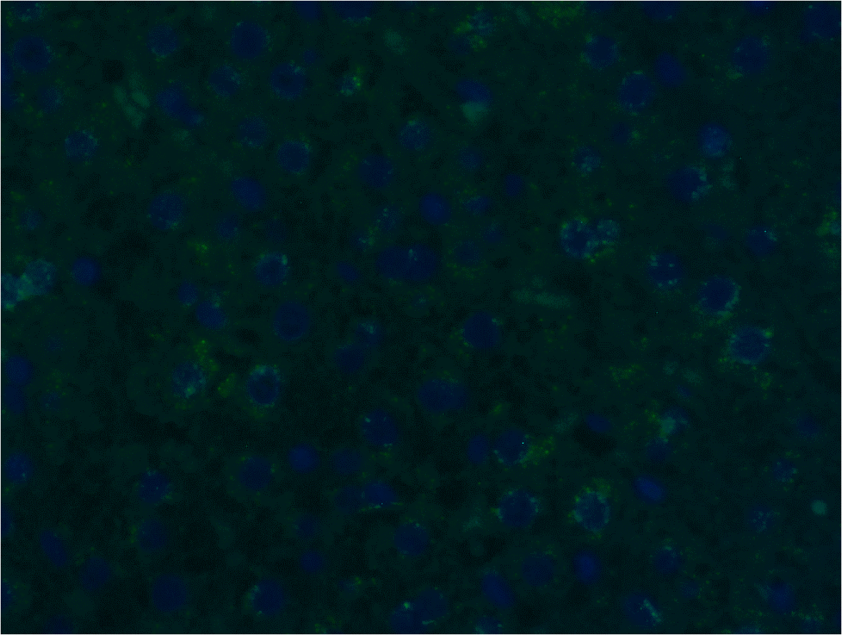 IL-28B/IFN-lambda 3 Antibody - BSA Free