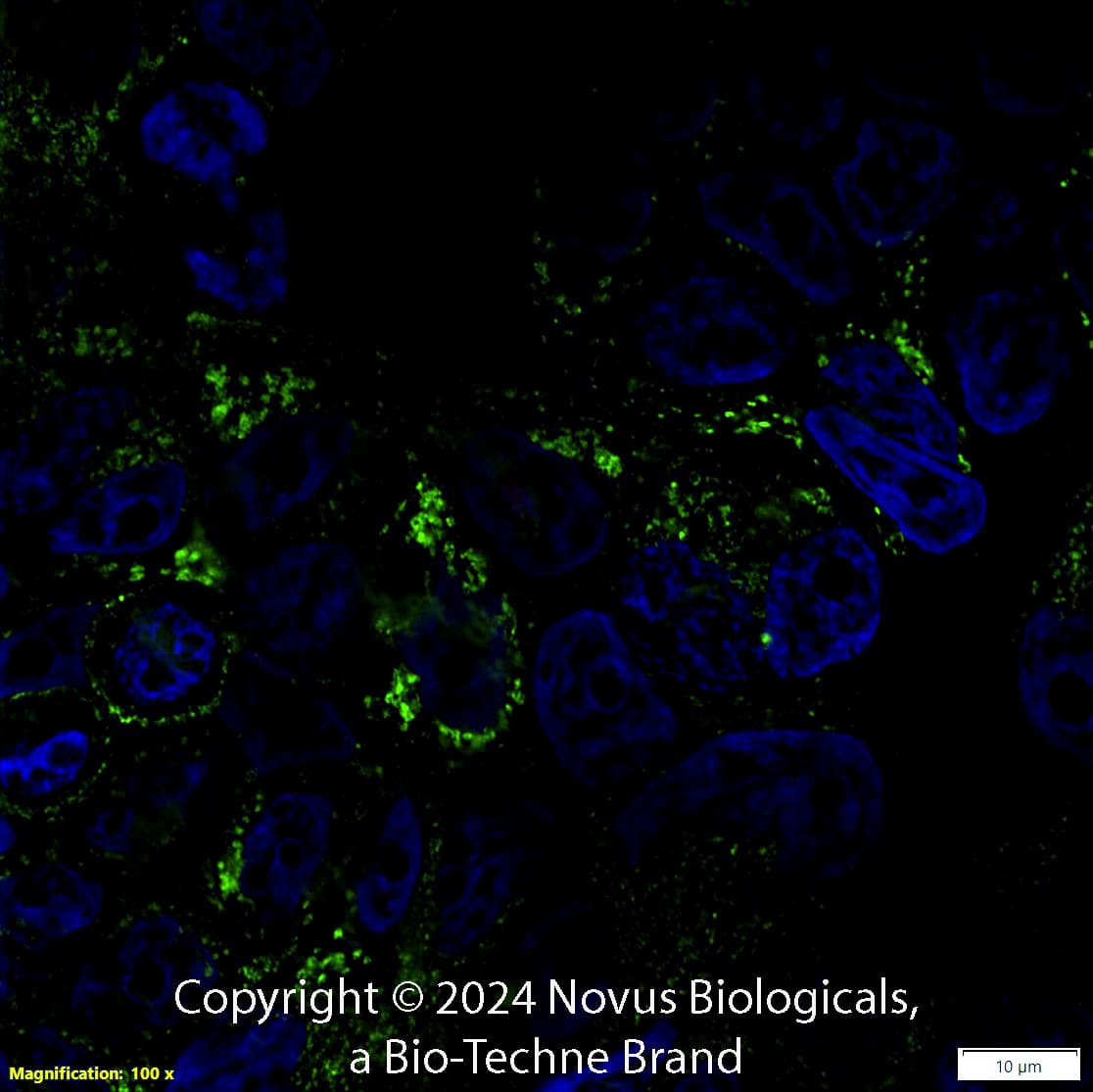 CD63 Antibody (H5C6) - BSA Free (NBP2-42225) by Novus, Part