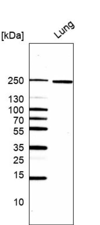 Laminin gamma 1 Antibody (CL3196) - BSA Free