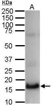 Histone H2B Antibody