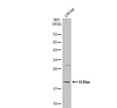 HRAS Antibody