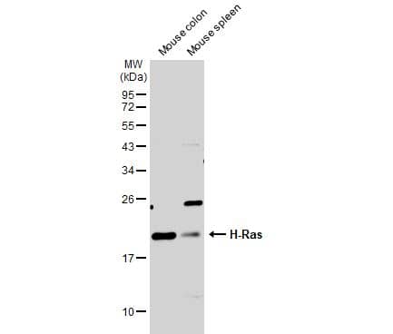 HRAS Antibody