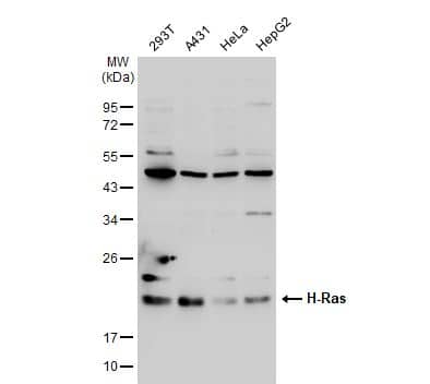 HRAS Antibody