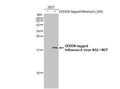 Influenza A H1N1 NS2 Antibody - (A/Puerto Rico/8/1934)