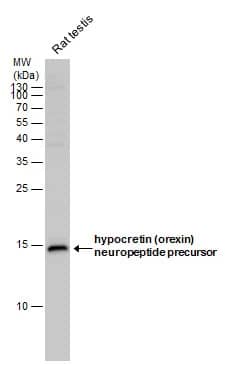 Orexin B/Hypocretin-2 Antibody