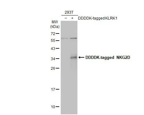 NKG2D/CD314 Antibody