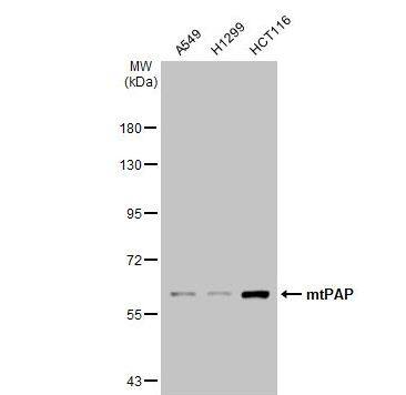 PAPD1 Antibody (1D3)