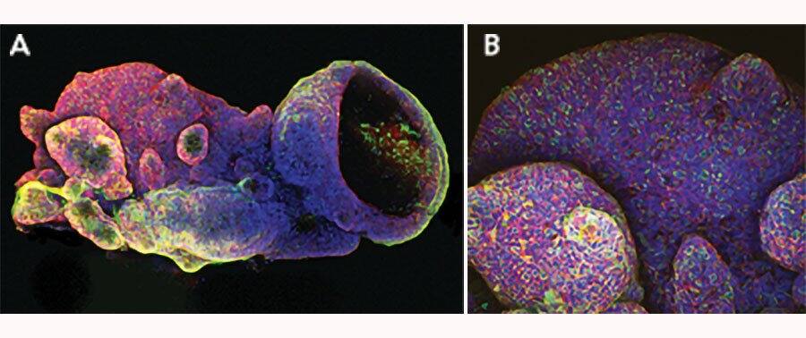 MUC2 Antibody (MLP/842)