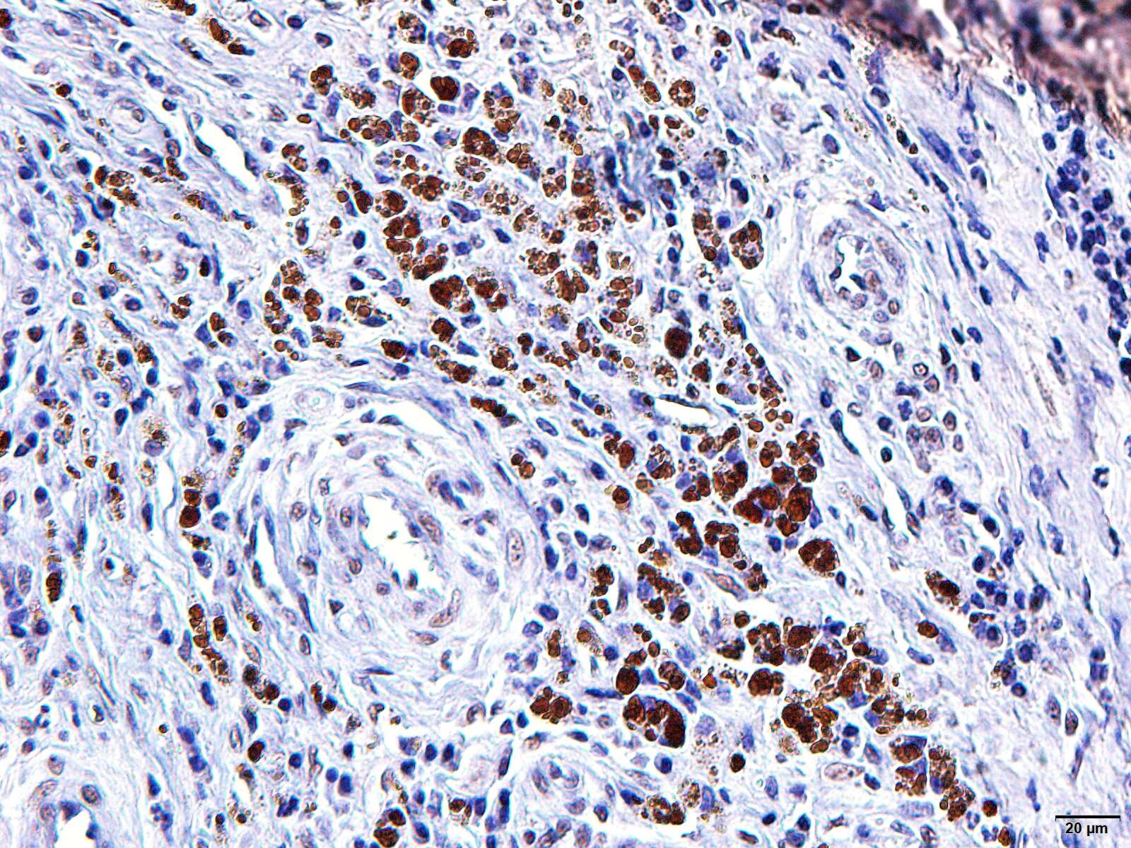 TGF-beta Antibody (1D11.16.8) - BSA Free