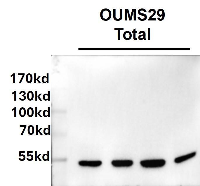 HNF-3 alpha/FoxA1 Antibody (3B11NB) - BSA Free