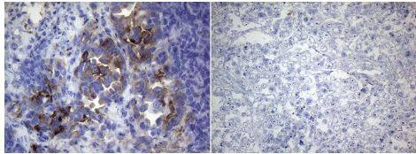 ROS Antibody (OTI1F3)