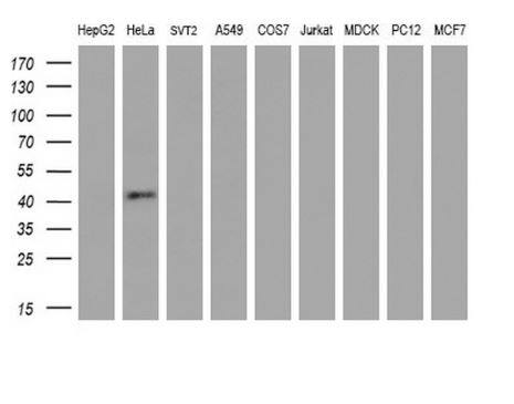GDF-8/Myostatin Antibody (OTI7H5)