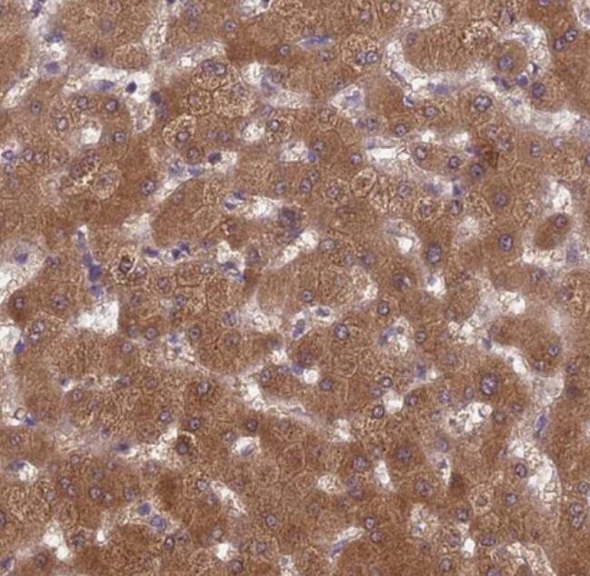 PP2A alpha Antibody - BSA Free