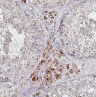 BOLA2 Antibody - BSA Free