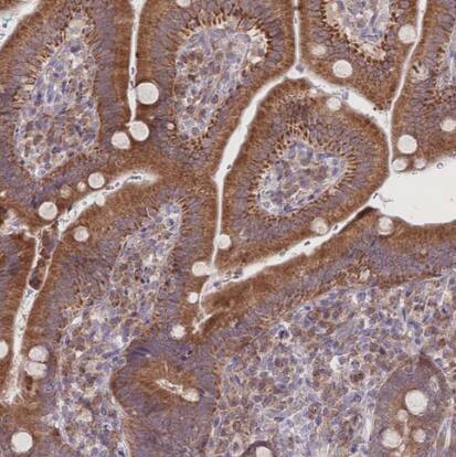 BOLA2 Antibody - BSA Free