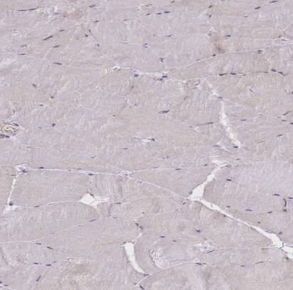 BOLA2 Antibody - BSA Free