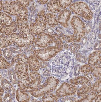 BOLA2 Antibody - BSA Free