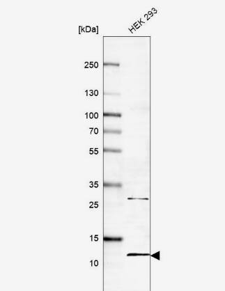 BOLA2 Antibody - BSA Free