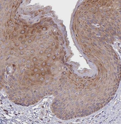 TWEAK/TNFSF12 Antibody