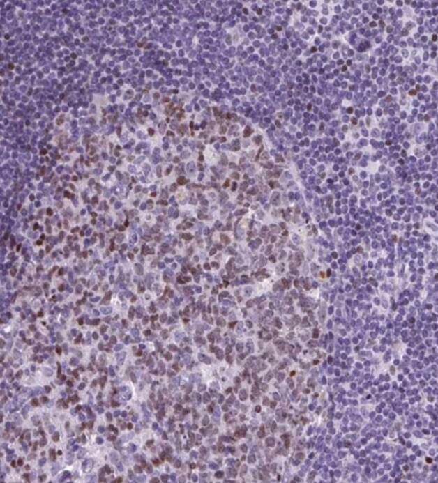 SPC24 Antibody - BSA Free