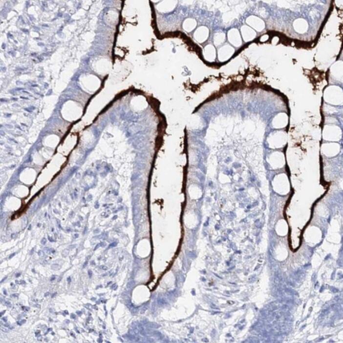 SLC3A1 Antibody - BSA Free