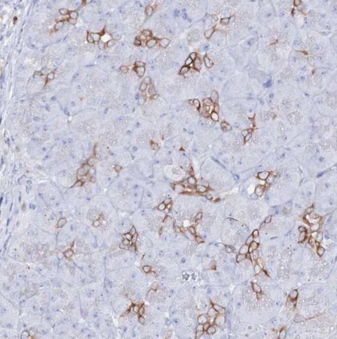 SLC3A1 Antibody - BSA Free