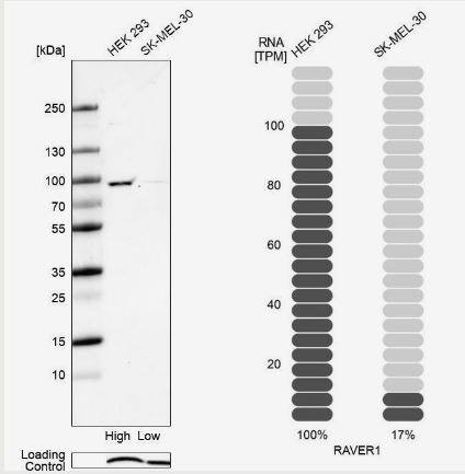 RAVER1 Antibody