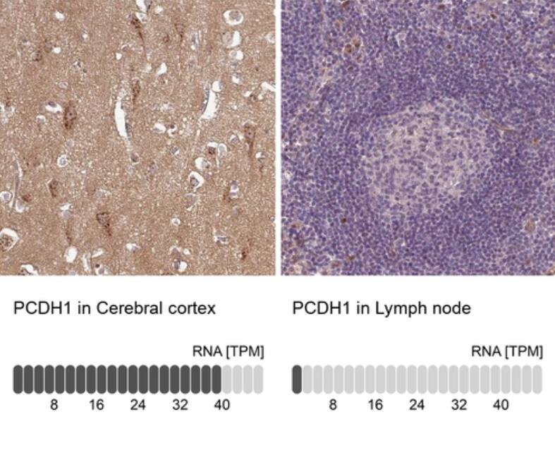 Protocadherin-1 Antibody - BSA Free