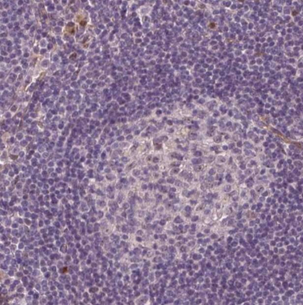 Protocadherin-1 Antibody - BSA Free