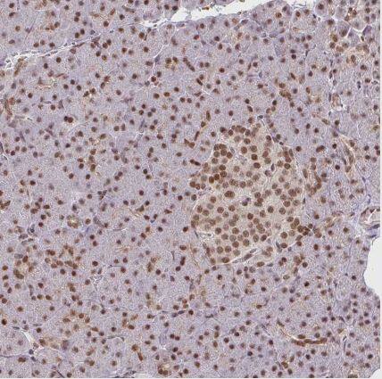 NCOA5 Antibody