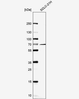 NCOA5 Antibody