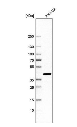 FAM84B Antibody