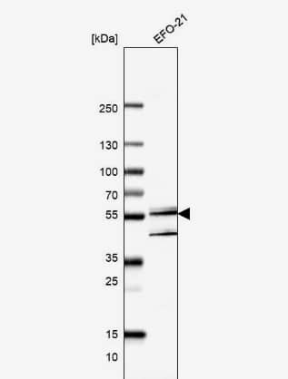 UBXN7 Antibody