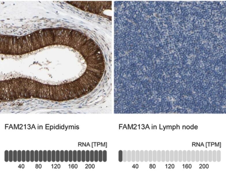 FAM213A Antibody - BSA Free