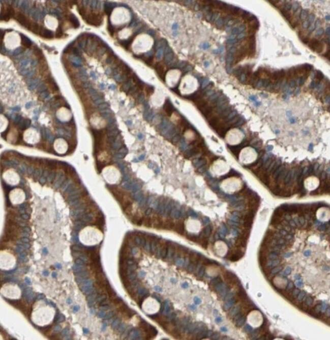 FAM213A Antibody - BSA Free