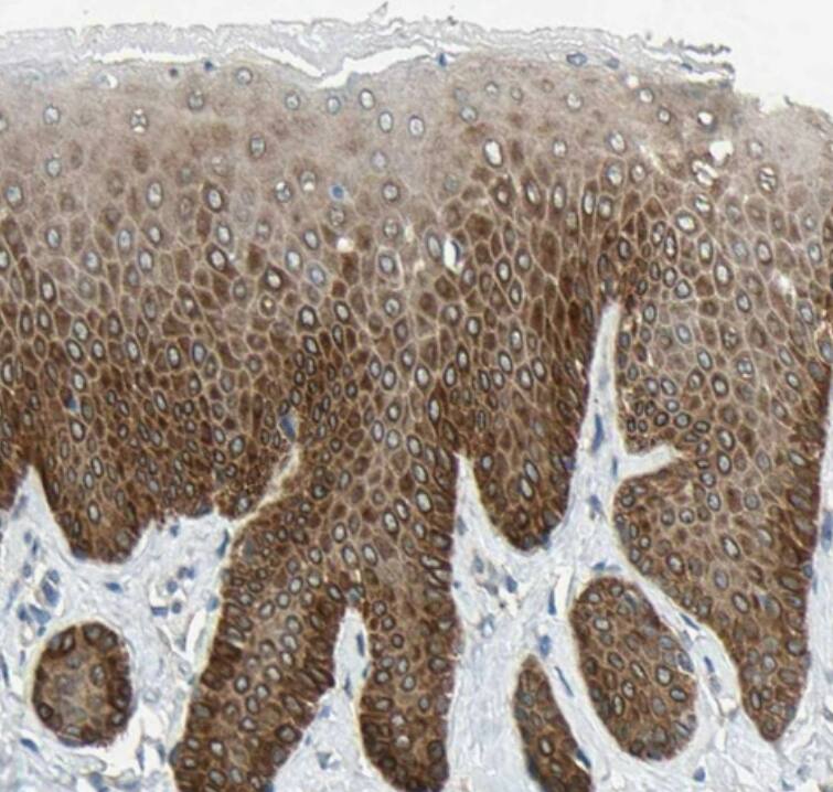 FAM213A Antibody - BSA Free