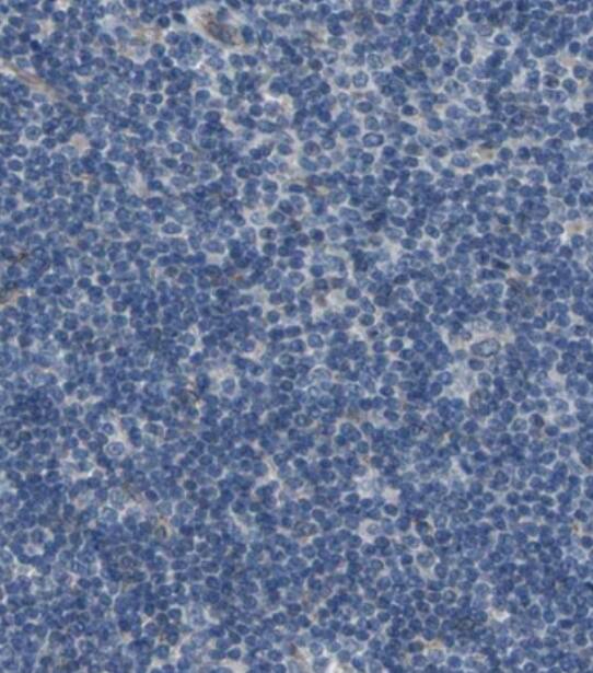 FAM213A Antibody - BSA Free