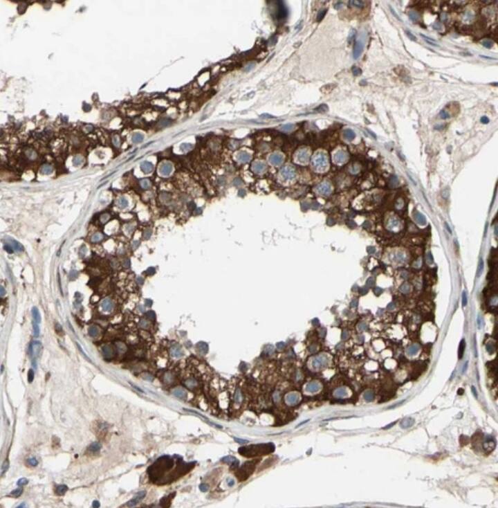 FAM213A Antibody - BSA Free