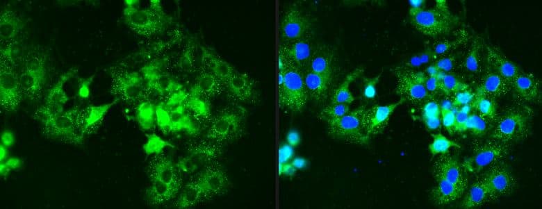 GCM1 Antibody - BSA Free (NBP2-48520) by Novus, Part of Bio-Techne