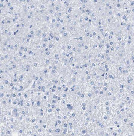 Kv1.3 Antibody