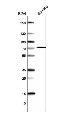 FLJ21963 Antibody