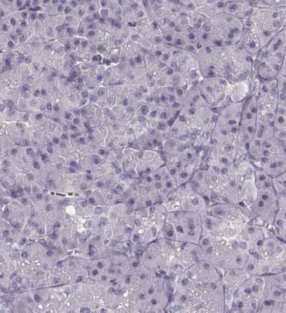 R9AP Antibody - BSA Free