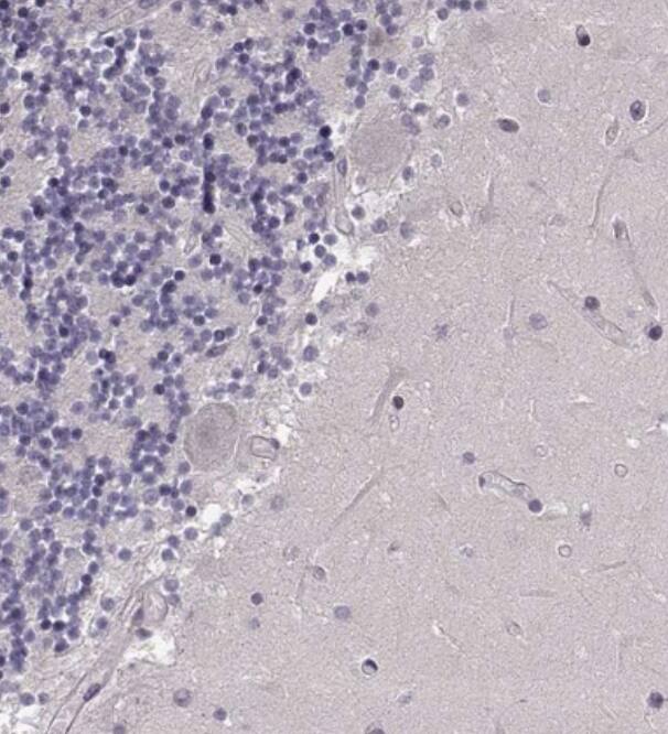 R9AP Antibody - BSA Free