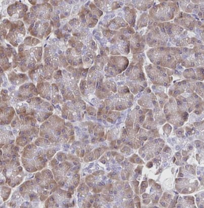 VSIG2 Antibody