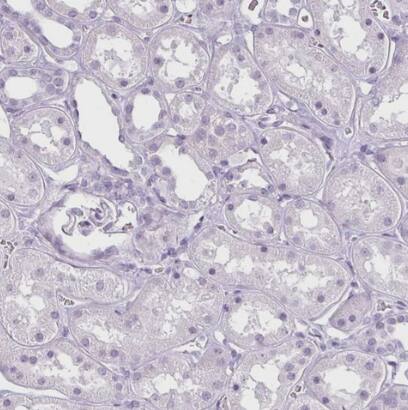 Secretin Antibody - BSA Free