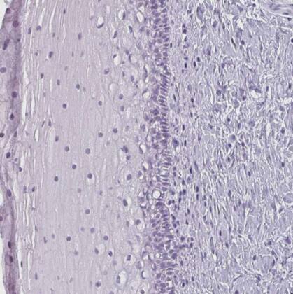 Secretin Antibody - BSA Free