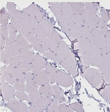 CLCA1 Antibody